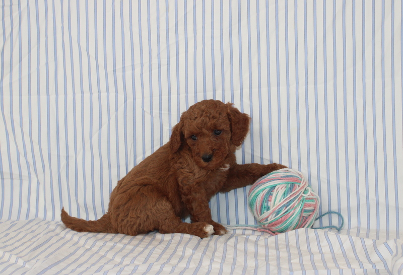 puppy, for, sale, Mini F1B Golden Doodle, Matthew B. Stoltzfus, dog, breeder, Gap, PA, dog-breeder, puppy-for-sale, forsale, nearby, find, puppyfind, locator, puppylocator, aca